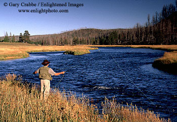 Fly fisherman on the Madison River, Yellowstone National Park, Wyoming