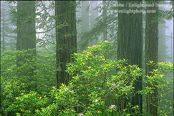 Redwoods, Rhododendrons, and Fog, Redwood National Park, California