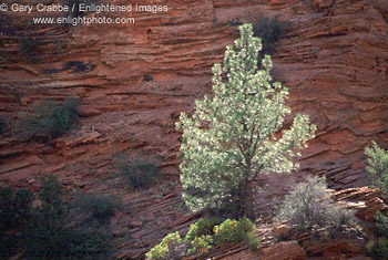 Backlit pine in front of sandstone mesa, Zion - Mount Carmel Highway, Zion National Park, Utah