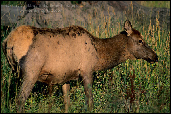 Photo: Female Elk at Madison, Yellowstone National Park, Wyoming