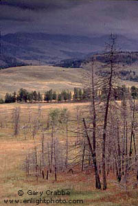 Burnt Trees and Golden Grass-Covered Hills, during a fall storm, Tower-Roosevelt Area, Yellowstone National Park, Wyoming