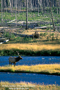 Bull Elk crossing the Madison River, Yellowstone National Park, Wyoming