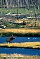 Bull Elk crossing the Madison River, Yellowstone National Park, Wyoming