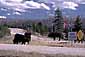 Buffalo and "Road Closed"  sign near Old Faithful, Yellowstone National Park, Wyoming