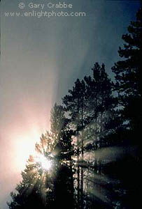 Sunbeams through fog and trees at sunrise, Hayden Valley, Yellowstone National Park, Wyoming