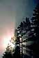 Sunbeams through fog and trees at sunrise, Hayden Valley, Yellowstone National Park, Wyoming