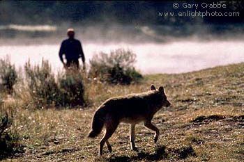 Coyote and tourist, Yellowstone River, Yellowstone National Park, Wyoming