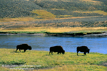 Buffalo graze along the edge of the Yellowstone River, Hayden Valley, Yellowstone National Park, Wyoming