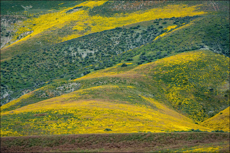 Image: Wildflowers on hillside in spring, Carrizo Plain National Monument, California