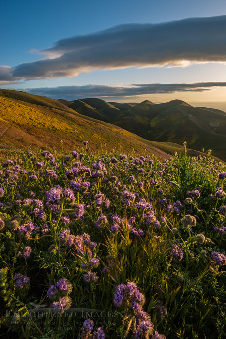 Image: Wildflowers in spring, Carrizo Plain National Monument, California