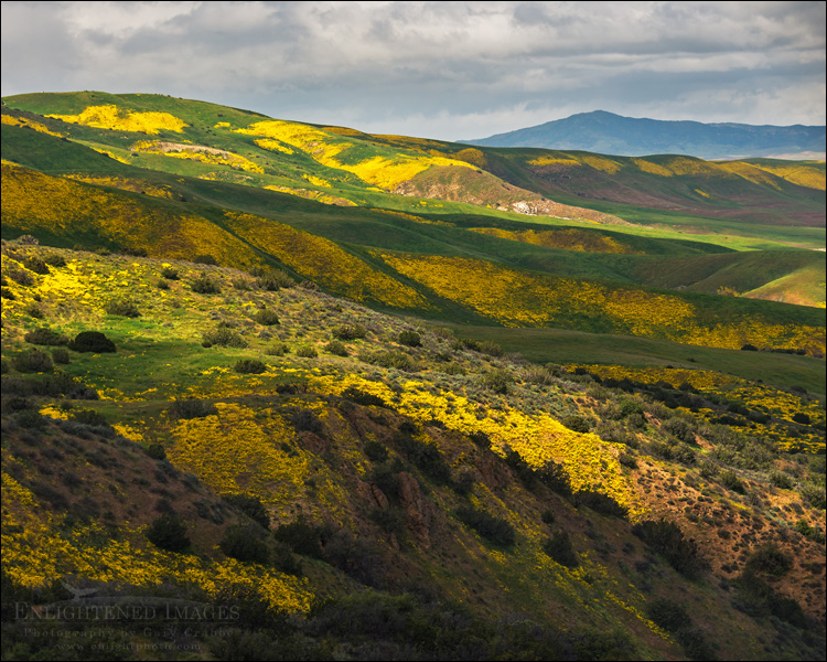 Image: Wildflowers in spring, Carrizo Plain National Monument, California