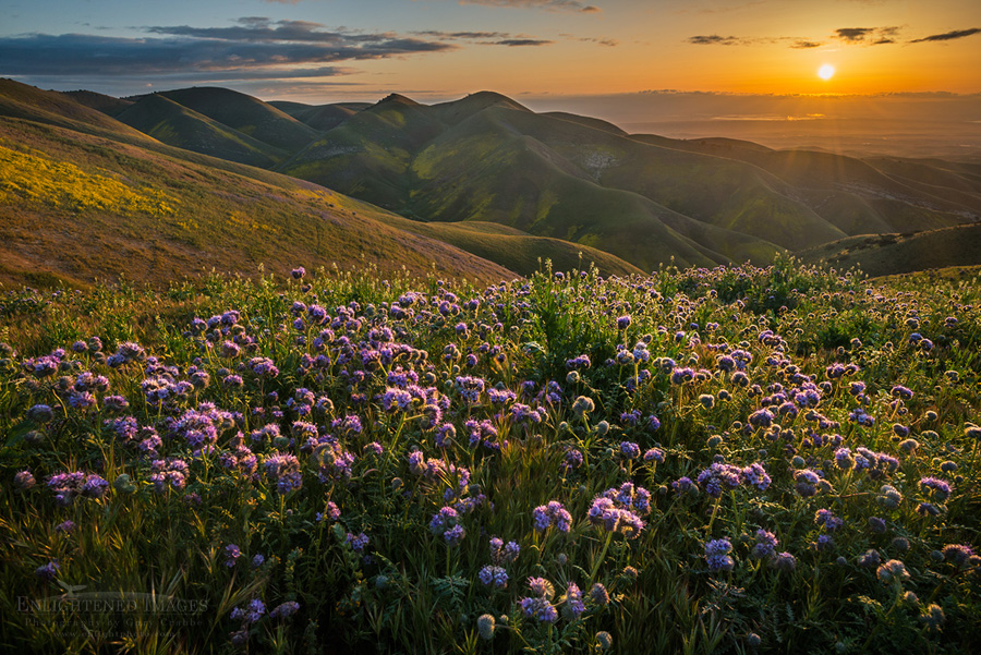 Image: Sunrise over wildflowers in the Temblor Range, Carrizo Plain National Monument, California