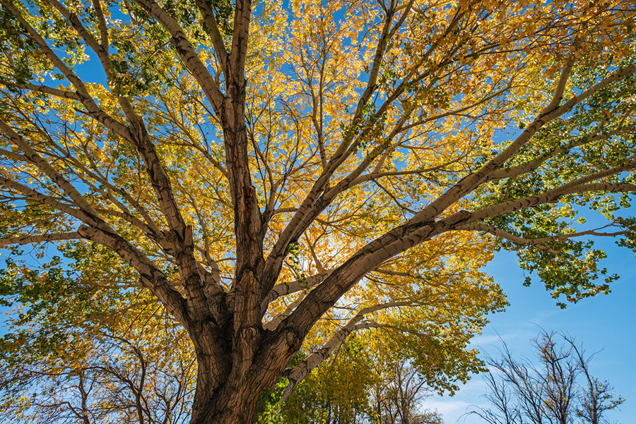 Image: Backlit Cottonwood tree in fall, Big Pine, Inyo County, Eastern Sierra, California