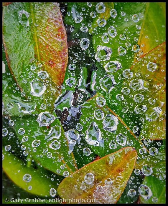 Image: Raindrops on plants, Pleasant Hill, CA
