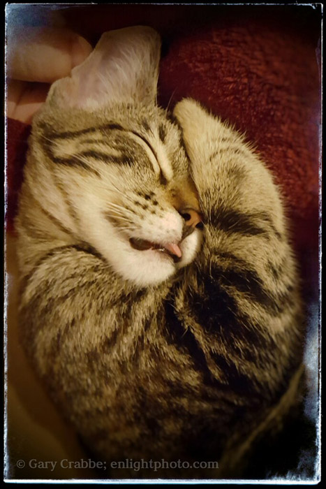 Image: sleeping cat