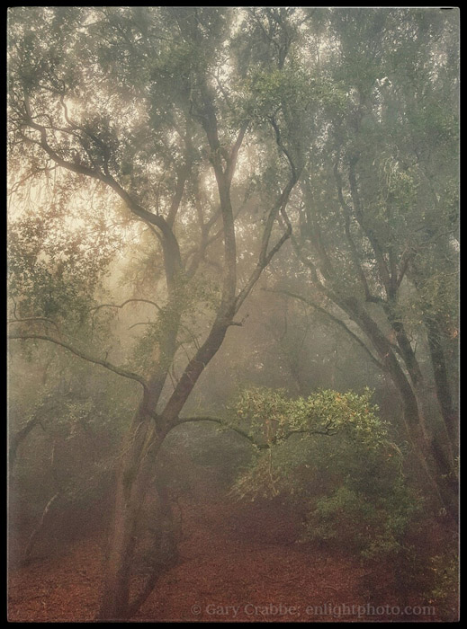 Image: Trees in fog, Briones Regional Park, California