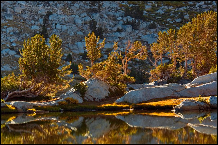 Backlit trees at sunrise at Vogelsang Lake; Yosemite National Park; California - ID# TIGA-2076