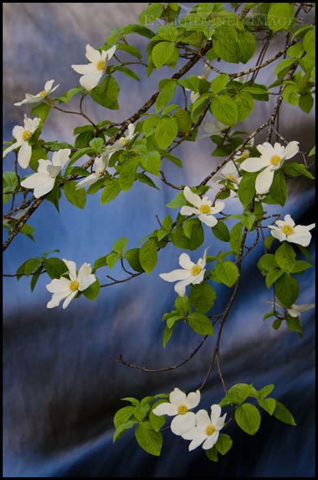 Dogwood blossoms in spring along the Merced River, Yosemite Valley, Yosemite National Park, California - ID# VLY2-2714