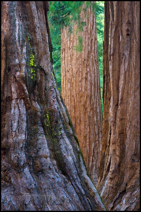Photo: The Three Graces, Giant Sequoia trees (Sequoiadendron giganteum), Mariposa Grove of Giant Sequoias, near Wawona, Yosemite National Park, California - ID# WWNA-2011