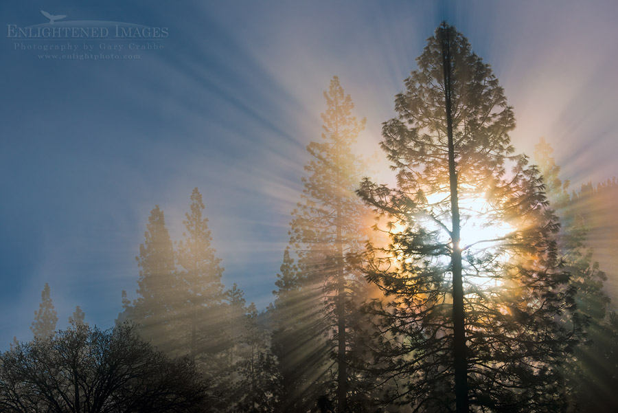 Photo: Sunbeams through pine tree in Yosemite Valley, Yosemite National Park, California