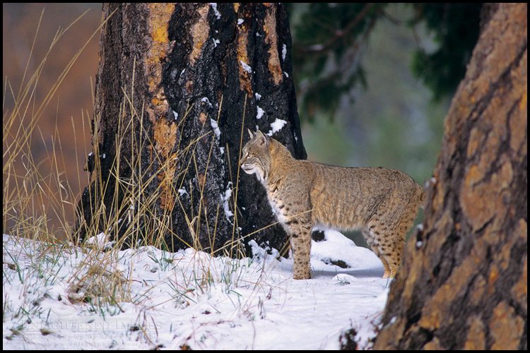 Bobcat next to trees in forest, Yosemite Valley, Yosemite National Park, California - ID# YES2-0024