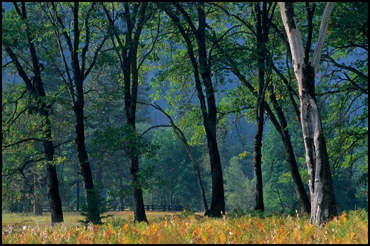 Oak trees in Cooks Meadow, Yosemite Valley, Yosemite National Park, California - ID# YES2-0087