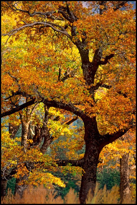 Oak trees in fall, Yosemite Valley, Yosemite National Park, California - ID# YOS-0253