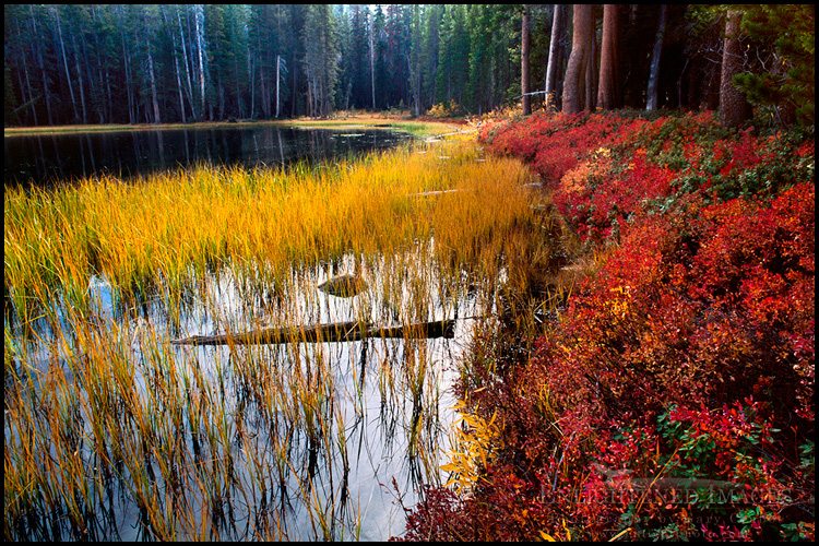 Fall colors at Siesta Lake, Yosemite National Park, California - ID# YOS1-15