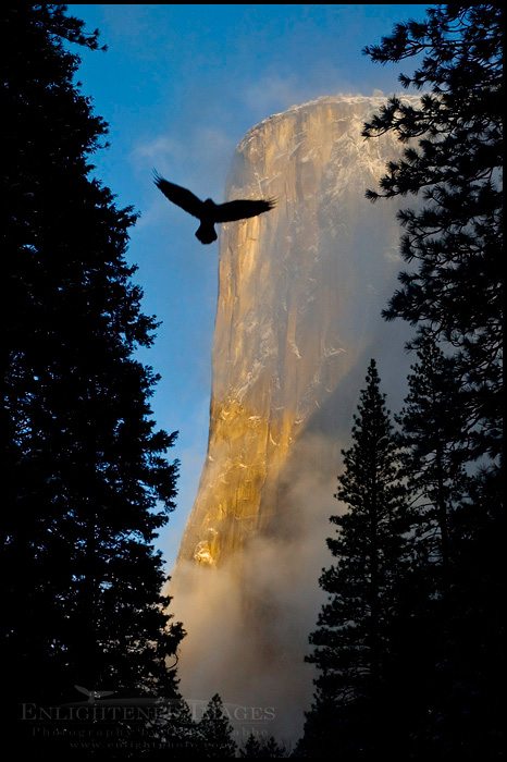 Bird flying through trees and morning light with clearing storm clouds on El Capitan,Yosemite National Park, California