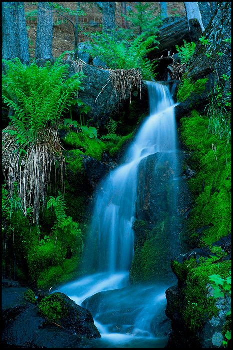 Photo: Ferns and moss along cascade in spring, above Yosemite Valley, Yosemite National Park, California - ID# VLY2-1100