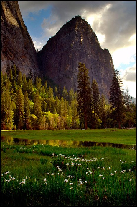 Wild Iris bloom in meadow below Middle Cathedral Rock at sunset, Yosemite Valley, Yosemite National Park, California - ID# VLY2-2031