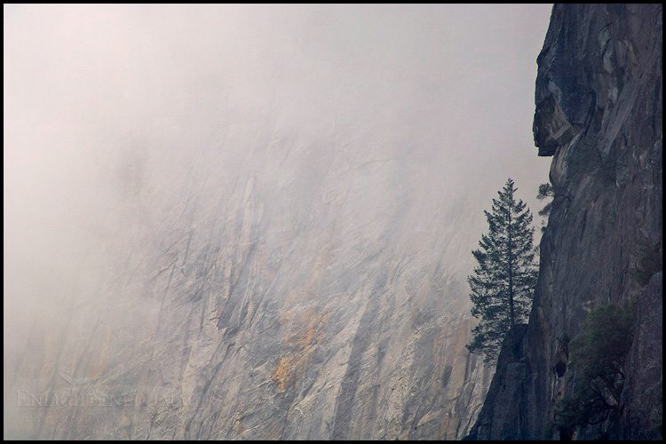Photo: Lone tree growing on sheer cliff, Yosemite Valley, Yosemite National Park, California - ID# VLY2-2096