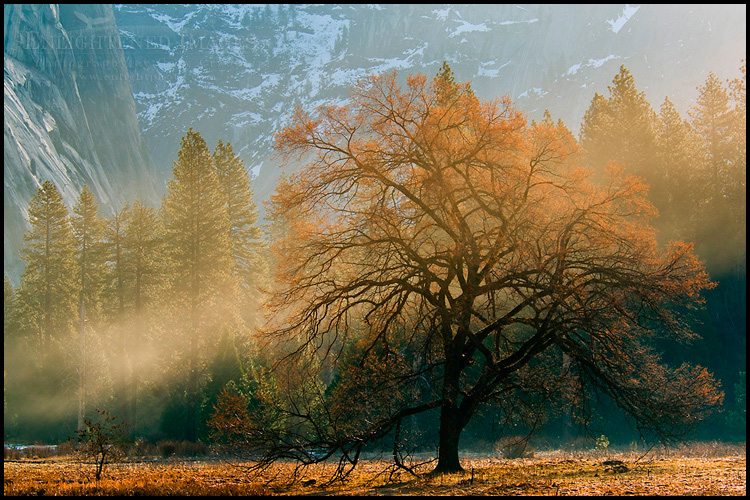 Photo: Mist and sunlight on maple tree in spring meadow, Yosemite Valley, Yosemite National Park, California