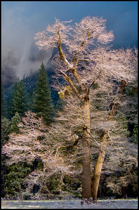 Photo: Frosted trees after a spring snow storm, Yosemite Valley, Yosemite National Park, California - ID# VLY2-2615