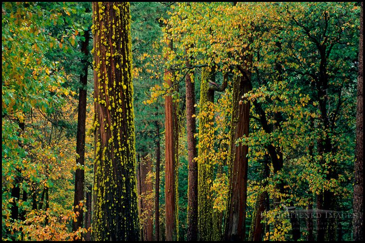 Photo: Mixed forest trees in fall, Yosemite Valley, Yosemite National Park, California - ID# VLY3-1087