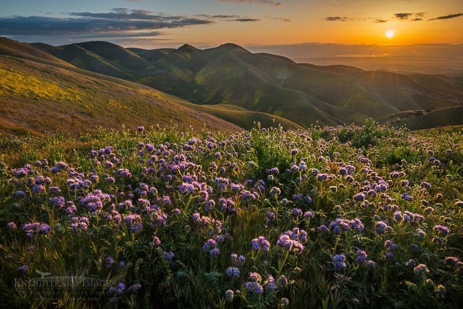 Photo: Sunrise over wildflowers in spring, Carrizo Plain National Monument, California