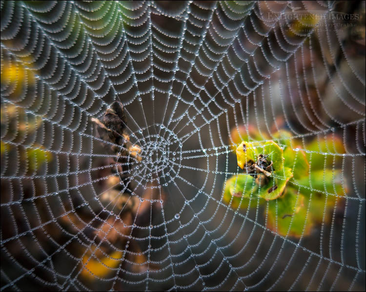 Photo: Spiderweb with dewdrops at Limantour Beach, Point Reyes National Seashore, Marin County, California