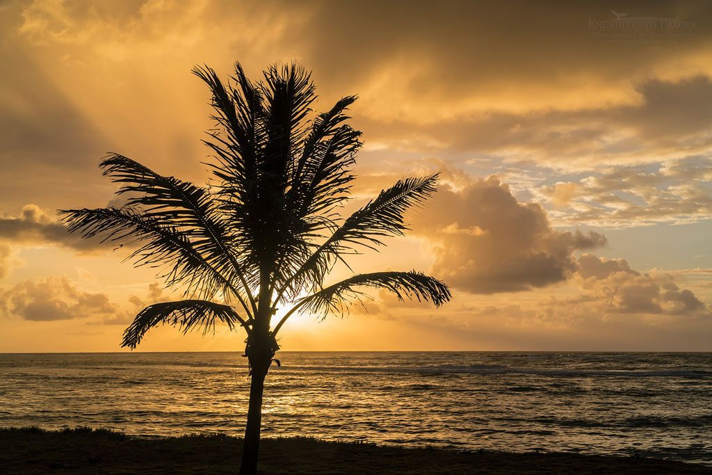 Photo: Clouds and sunbeam behind Palm tree at sunrise, Kapaa, Kauai