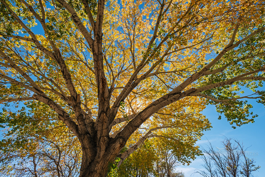 Photo: Backlit Cottonwood tree in fall, Big Pine, Inyo County, Eastern Sierra, California