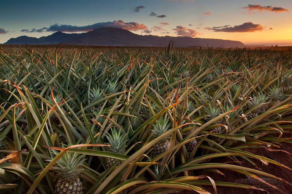 Photo: Pineapple plantation on the North shore of Oahu near Waialua Bay, Hawaii