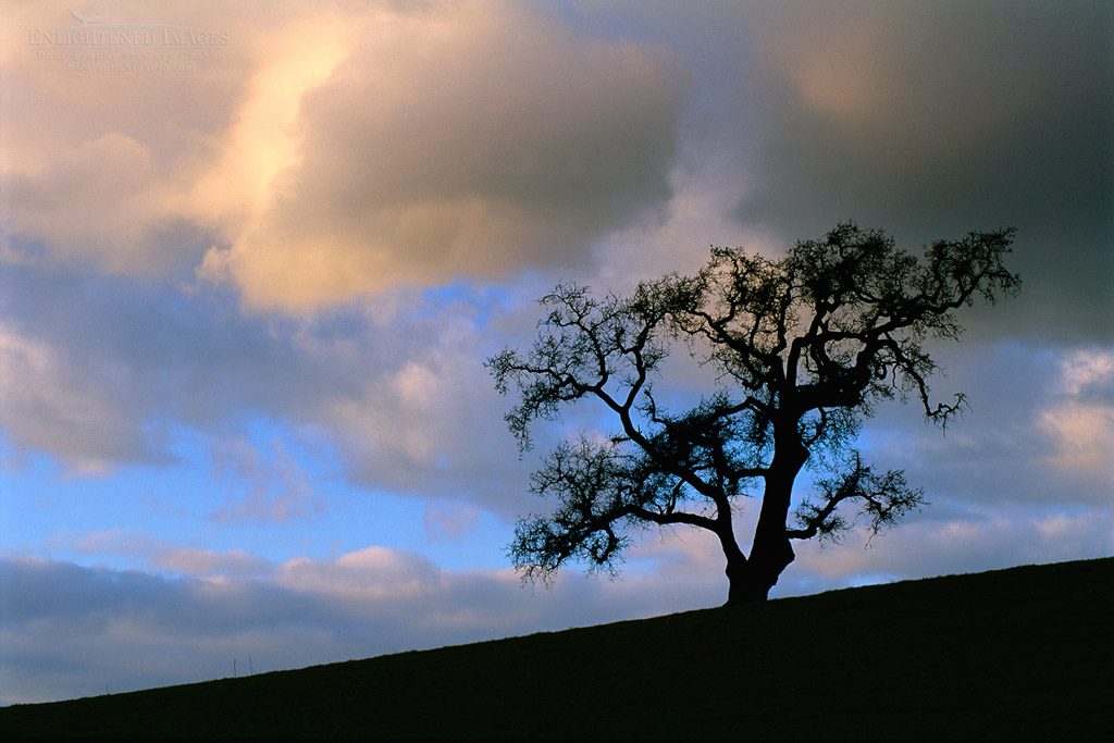 Photo: Late afternoon light on storm clouds over a lone Vallet Oak in winter, Alhambra Valley, California