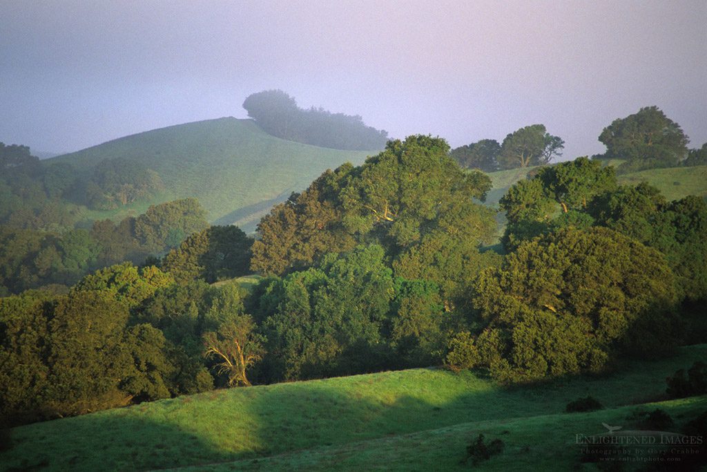 Photo: Green hills and oak trees in morning mist in spring on Lafayette Ridge, Lafayette, California