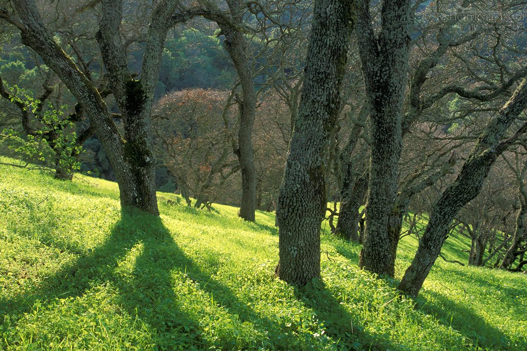 Photo: Oak trees and green grass on hills in spring, Briones Regional Park, Contra Costa County, California