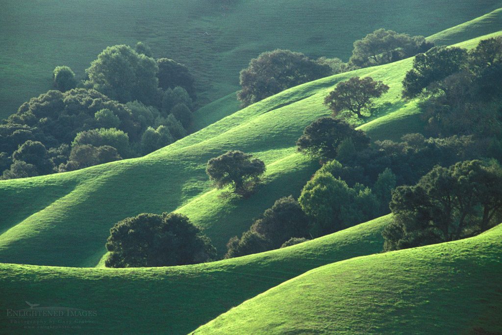 Photo: Oak trees and green grass on hills in spring, Briones Regional Park, Contra Costa County, California