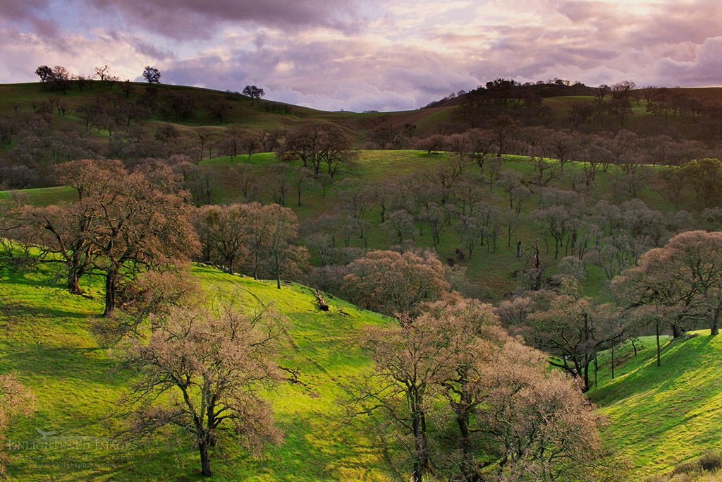Photo: Oak trees, green grass, and sunlight, Mt. Diablo State Park, Contra Costa County, California