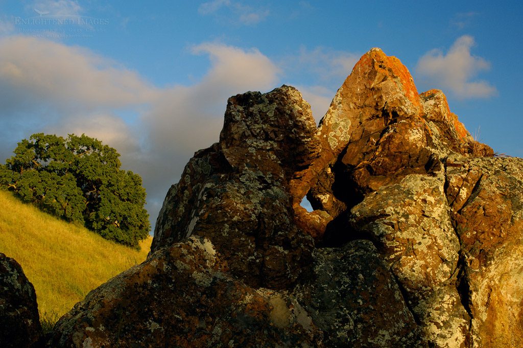 Photo: Lone oak tree and lichen covered rock at sunset, Mount Diablo State Park, California