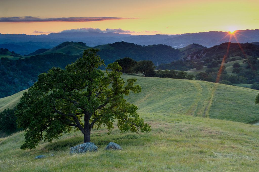 Photo: Lone oak tree and rolling hills in spring and golden sunset light, Mount Diablo State Park, California