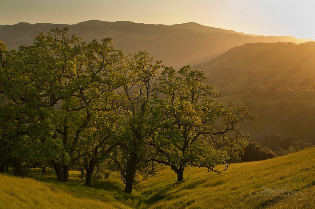 Photo: Oak trees and green hills at sunset in Spring, Sunol Regional Wilderness, Alameda County, California