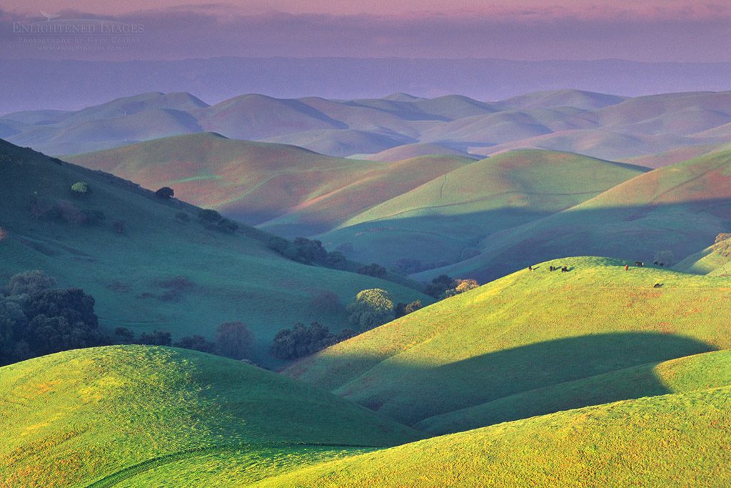 Photo: First light of morning on green hills in spring, Tassajara Region, Contra Costa County, California