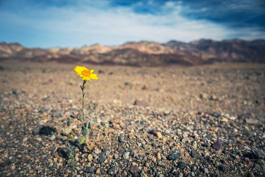 Photo: Wildflower during the 2016 Superbloom, Death Valley National Park, California